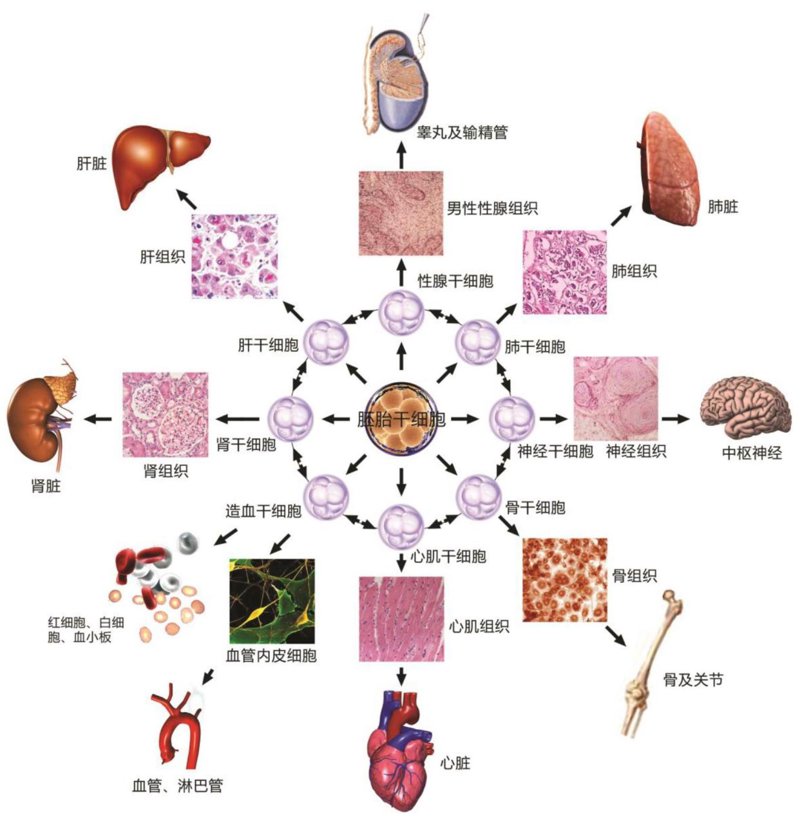 细胞储存技术：开启生命科学新篇章
